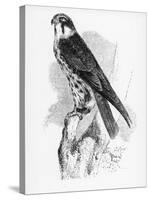 The Hobby, Illustration from 'A History of British Birds' by William Yarrell, First Published 1843-William Yarrell-Stretched Canvas