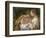 The Holy Family-Noel Halle-Framed Giclee Print