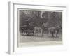 The Honourable Walter Rothschild-null-Framed Giclee Print