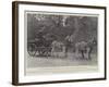 The Honourable Walter Rothschild-null-Framed Giclee Print