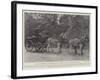 The Honourable Walter Rothschild-null-Framed Giclee Print