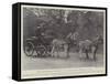 The Honourable Walter Rothschild-null-Framed Stretched Canvas