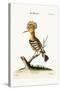 The Hoopoe, 1749-73-George Edwards-Stretched Canvas