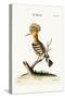 The Hoopoe, 1749-73-George Edwards-Stretched Canvas