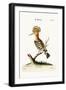 The Hoopoe, 1749-73-George Edwards-Framed Giclee Print