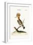 The Hoopoe, 1749-73-George Edwards-Framed Giclee Print