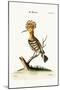 The Hoopoe, 1749-73-George Edwards-Mounted Giclee Print