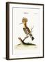 The Hoopoe, 1749-73-George Edwards-Framed Giclee Print