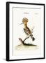 The Hoopoe, 1749-73-George Edwards-Framed Giclee Print