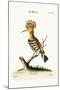 The Hoopoe, 1749-73-George Edwards-Mounted Giclee Print