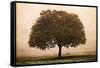 The Hopeful Oak-Debra Van Swearingen-Framed Stretched Canvas