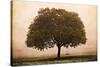 The Hopeful Oak-Debra Van Swearingen-Stretched Canvas