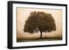 The Hopeful Oak-Debra Van Swearingen-Framed Art Print