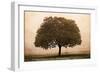 The Hopeful Oak-Debra Van Swearingen-Framed Art Print