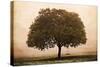 The Hopeful Oak-Debra Van Swearingen-Stretched Canvas