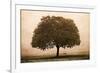The Hopeful Oak-Debra Van Swearingen-Framed Art Print