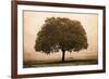 The Hopeful Oak-Debra Van Swearingen-Framed Art Print