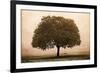 The Hopeful Oak-Debra Van Swearingen-Framed Art Print