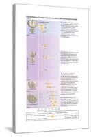 The Horizontal Bars Indicate the Observed Range of Rib Strength Among Fossilized Finds-Encyclopaedia Britannica-Stretched Canvas