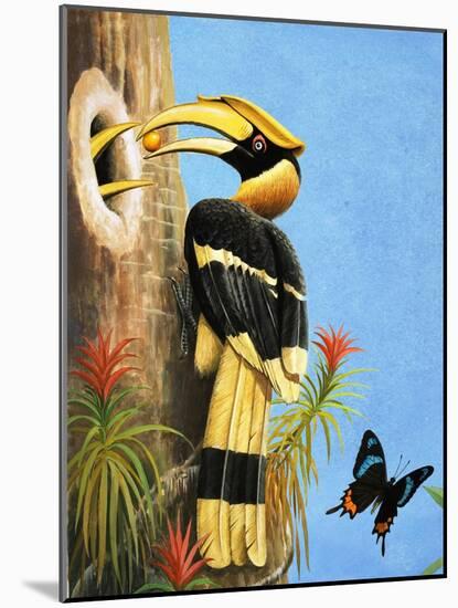 The Hornbill-R.B. Davis-Mounted Giclee Print