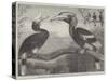 The Hornbills, in the Garden of the Zoological Society, Regent's Park-null-Stretched Canvas