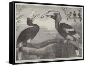 The Hornbills, in the Garden of the Zoological Society, Regent's Park-null-Framed Stretched Canvas