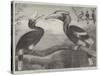 The Hornbills, in the Garden of the Zoological Society, Regent's Park-null-Stretched Canvas