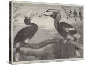 The Hornbills, in the Garden of the Zoological Society, Regent's Park-null-Stretched Canvas