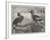 The Hornbills, in the Garden of the Zoological Society, Regent's Park-null-Framed Giclee Print