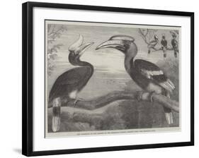 The Hornbills, in the Garden of the Zoological Society, Regent's Park-null-Framed Giclee Print