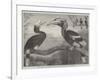 The Hornbills, in the Garden of the Zoological Society, Regent's Park-null-Framed Giclee Print