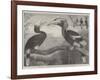 The Hornbills, in the Garden of the Zoological Society, Regent's Park-null-Framed Giclee Print