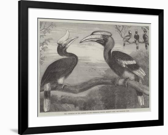 The Hornbills, in the Garden of the Zoological Society, Regent's Park-null-Framed Giclee Print