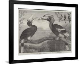 The Hornbills, in the Garden of the Zoological Society, Regent's Park-null-Framed Giclee Print