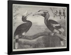 The Hornbills, in the Garden of the Zoological Society, Regent's Park-null-Framed Giclee Print