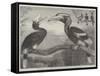 The Hornbills, in the Garden of the Zoological Society, Regent's Park-null-Framed Stretched Canvas