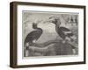 The Hornbills, in the Garden of the Zoological Society, Regent's Park-null-Framed Giclee Print