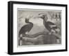 The Hornbills, in the Garden of the Zoological Society, Regent's Park-null-Framed Giclee Print