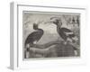 The Hornbills, in the Garden of the Zoological Society, Regent's Park-null-Framed Giclee Print