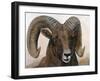 The Horns Have It I-Kathy Winkler-Framed Art Print