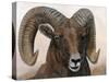 The Horns Have It I-Kathy Winkler-Stretched Canvas
