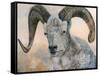 The Horns Have It II-Kathy Winkler-Framed Stretched Canvas