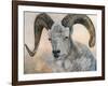 The Horns Have It II-Kathy Winkler-Framed Art Print