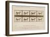 The Horse in Motion', 1878-Eadweard Muybridge-Framed Giclee Print