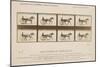 The Horse in Motion', 1878-Eadweard Muybridge-Mounted Giclee Print