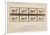 The Horse in Motion', 1878-Eadweard Muybridge-Framed Giclee Print