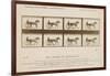 The Horse in Motion', 1878-Eadweard Muybridge-Framed Giclee Print