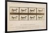 The Horse in Motion', 1878-Eadweard Muybridge-Framed Giclee Print