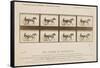 The Horse in Motion', 1878-Eadweard Muybridge-Framed Stretched Canvas