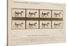 The Horse in Motion', 1878-Eadweard Muybridge-Stretched Canvas